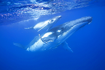 This new born calf with its mother graceful glide together as the mother protects her calf and the calf learns essential behaviour to survive the open ocean. taken in Vava'u Tonga South Pacific