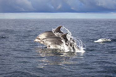 Two Bottlenose Dolphins at sunset in the Azores Portugal moving in Synchronicity