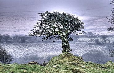 Tree on Bodmin Moor, Cornwall, UK