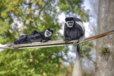 Captive  Colobus guereza adults  in La Vallee Des Singes, Poitou - Charentes France. More info: Status, least concern