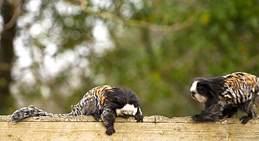 Geoffroys marmoset. Callithrix geoffroyi. captive adults. Newquay zoo Cornwall UK. More info: status: least concern but numbers declining due to habitat destruction, pet trade, zoos, biomedical research and persecution.