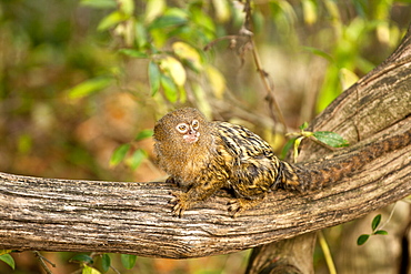 Pygmy marmoset2. Cebuella pygmaea. Captive adult. La Vallee des Singes Poitou-Charentes, France More info: status: least concern but numbers decreasing.