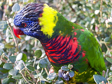 Rainbow Lorikeet Trichoglossus haematodus captive adult.Bird Paradise, Hayle, Cornwall, UK. more info: status; least concern but heavy trapping of wild birds, more than 100,000 have been traded on the international market since 1981. 