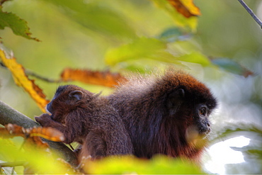 Captive Red Titi Callicebus discolor adult and baby in La Vallee Des singes, Poitou - Charentes France. More info: Status. Least concern