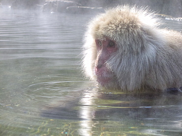  Japanese Macaque (Macaca fuscata)wild adult, keeping warm in a hot spring. Honshu Japan. Status:least concern but 1/10 of the pop is killed by humans evey year. more info: They spend much of the winter swimming,diving or just contemplating life in the warm water.