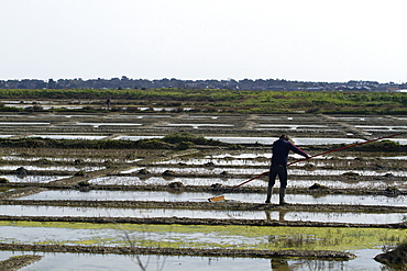 A paludier rakes natural sea salt with a las, in the protected reserve of the Guerande salterns in Brittany, France, Europe