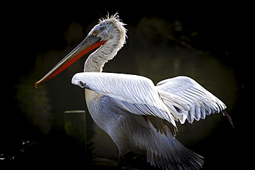 Dalmatian Pelican (Pelecanus crispus), near threatened status, France, Europe