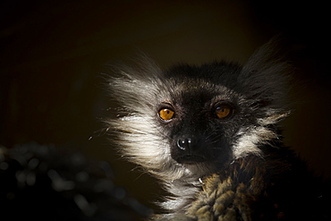 Black Lemur (Eulemur macaco), a vulnerable status adult female lemur from Madagascar, Africa, in France, Europe