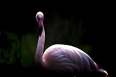 Greater Flamingo (Phoenicopterus roseus), France, Europe