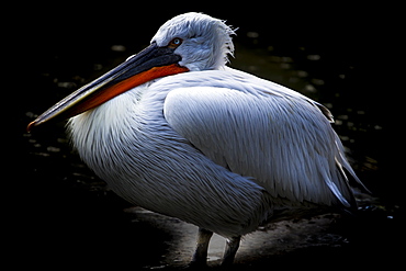 Dalmatian Pelican (Pelecanus crispus), near threatened status, France, Europe