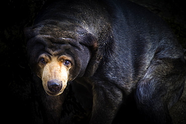 Malayan Sun Bear (Aelarctos malayanus), vulnerable, rapidly declining, down 30 percent due to deforestation, hunting and use in traditional Chinese medicine, France, Europe