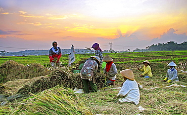 Farmers in Java island using organic instead of pesticide. They are using traditional tools and organic manure/ fertilizer  and they still have a good quality harvest.  Java, Indonesia 