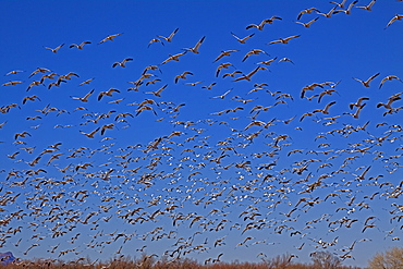 Canadian Snow Goose Migration, Chen caerulescens, Canadian Snow Geese, Bosque del Apache, New Mexico