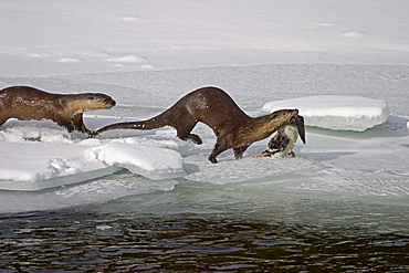 Duck For Lunch, Lontra canadensis; River Otter; Otters near the water; Otters with a duck to eat; Yellowstone Otters, Yellowstone River; Yellowstone National Park; Winter; Wyoming; 