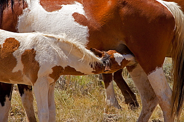 Foal Nursing, Equus ferus; Wild Horses; Wild Mare And Foal; McCullough Peaks; Wyoming