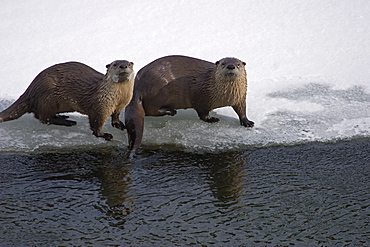 Pair Of Otters, Lontra canadensis; River Otter; Otters near the water; Yellowstone Otters, Yellowstone River;  Yellowstone National Park; Winter; Wyoming; 