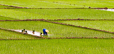 Planting Patterns,Planting Rice, Sout of Hanoi, Vietnam, Southeast Asia