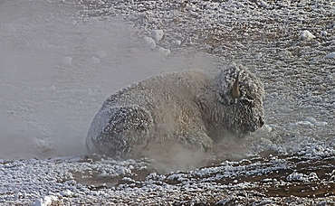 Buffalo laying near steam vent, Bos bison; American Buffalo; American Bison; Yellowstone National Park; Wyoming