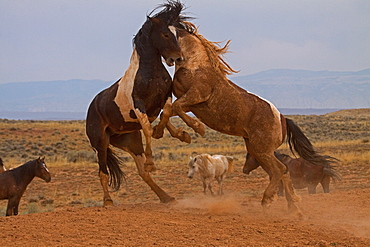 Tameless Horses, 