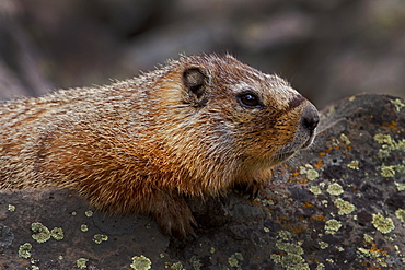 Yellow_Bellied Marmot Portrait, Marmota flaviventris; Yellow-bellied Marmot; Yellowstone National Park; Wyoming