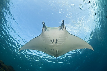 Manta ray (Manta birostris) Adult ray swimming in shallow water.  Komodo, Indonesia, Pacific Ocean.