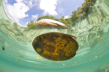 Coconut floating (Cocos nucifera) A coconut floats near the shoreline and will hopefully wash ashore on a beach where it will germinate.  Palau, Micronesia, Pacific Ocean.