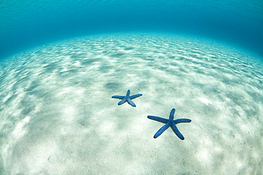 Blue seastars (Linkia laevigata) on white sand.  Komodo, Indonesia, Pacific Ocean.