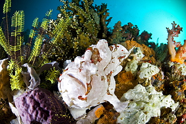 Giant frogfish (Antennarius commersoni) Adult fish blends into a diverse coral reef.  Cannibal Rock, Horseshoe Bay, Rinca Island, near Komodo, Indonesia.