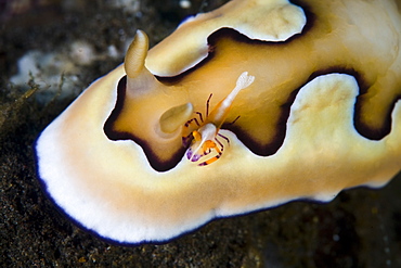 Imperial shrimp (Periclimenes imperator) hitching ride on nudibranch (Chromodoris coi).  Komodo, Indonesia, Pacific Ocean.