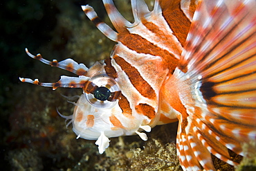 Zebra lionfish (Dendrochirus zebra) Adult animal displaying colo Gangga Island North Sulawesi Indonesia Pacific Ocean. More info: Like all lionfish this species has toxins associated with its dorsal and pectoral