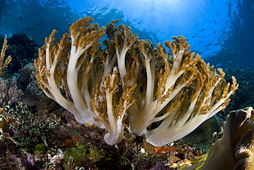 Soft coral colony (Sinularia sp.) Coral colony growing on a diverse and healthy tropical reef.  Komodo, Indonesia, Pacific Ocean.