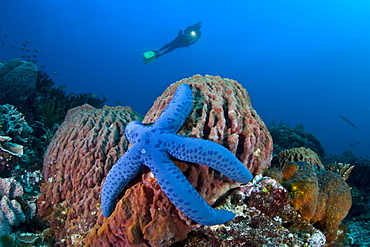 Diver looks down on blue seastar (Linkia laevigata) on a barrel sponge (Xestospongia sp.)  Komodo, Indonesia, Pacific Ocean.