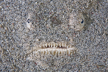 Whitemargin stargazer (Uranoscopus sulphureus) hiding in sand waiting for prey to pass by.  Komodo, Indonesia, Pacific Ocean.