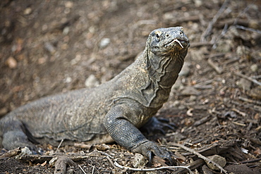 Komodo dragon (Varanus komodoensis)  Komodo Island, Indonesia.