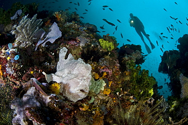 Giant frogfish (Antennarius commersoni) and diver.  Cannibal Rock, Horseshoe Bay, Rinca Island, near Komodo, Indonesia.