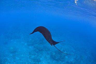 Manta ray (Manta birostris) Juvenile animal swimming near the surface.  Raja Ampat, Papua, Indonesia, Pacific Ocean.  More info:  This is the largest of all ray species.