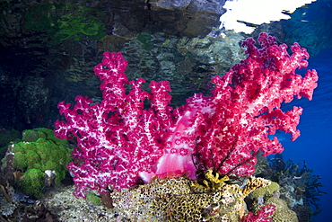 Soft coral (Dendronephthya sp.) growing on shallow coral reef.  Raja Ampat, Papua, Indonesia, Pacific Ocean.