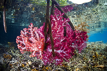 Soft corals (Dendronephthya sp.) growing on mangrove prop roots (Rhizophora sp.)  Raja Ampat, Papua, Indonesia, Pacific Ocean.