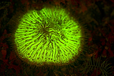 Mushroom coral, Fungia sp., displaying fluorescence.  Some corals have pigments which fluoresce under UV or blue wavelengths of light.  Lembeh Strait, North Sulawesi, Indonesia, Pacific Ocean.