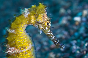 Thorny seahorse, Hippocampus hystrix.  Variable in color, this species is often found in sandy, rubble bottoms clinging to sponges or bits of coral.  Lembeh Strait, North Sulawesi, Indonesia, Pacific Ocean.