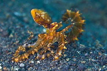 Wunderpus octopus, Wunderpus photogenicus.  This rare species of octopus is sometimes found in sandy burrows on shallow slopes in the Coral Triangle.  Lembeh Strait, North Sulawesi, Indonesia, Pacfic Ocean.