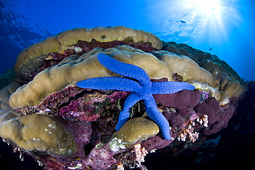 Blue seastar, Linckia laevigata, hanging on a boulder coral, Porites sp.  Buyat Bay, North Sulawesi, Indonesia, Pacific Ocean.