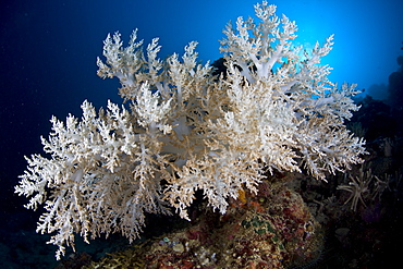 Bleached soft coral, Sinularia sp.  This colony has lost its symbiotic zooxanthellae and turned white due to high water temperatures.  Buyat Bay, North Sulawesi, Indonesia, Pacific Ocean.