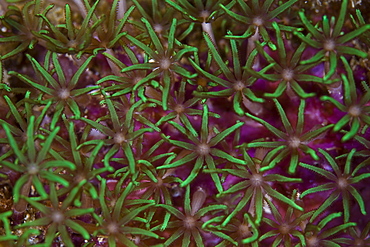 Unidentified octocoral species polyps.  Buyat Bay, North Sulawesi, Indonesia, Pacific Ocean.