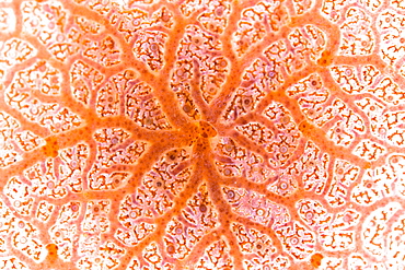 Encrusting sponge, Clathria sp, detail.  This genus takes the shape of whatever it begins growing on.  Buyat Bay, North Sulawesi, Indonesia, Pacific Ocean.