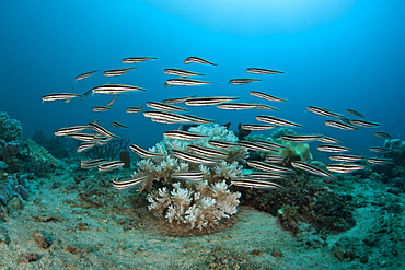 Striped catfish, Plotosus lineatus.  This species is often found in tight schools feeding on tiny prey in the sand and rubble.  Buyat Bay, North Sulawesi, Indonesia, Pacific Ocean.