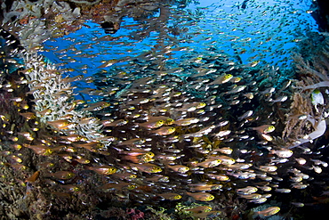 Golden sweepers, Parapriacanthus ransonneti.  This species is often found in thick schools in dark reef recesses.  Buyat Bay, North Sulawesi, Indonesia, Pacific Ocean.