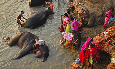 Elephants and women share the same  river banks to bathe and wash, Sonepur,Bihar, India