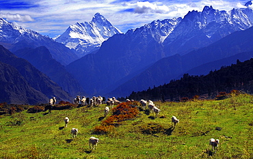 Autumn landscape of Auli, Uttaranchal, India