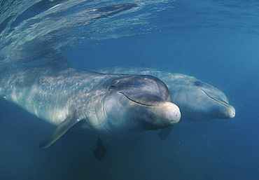 two dolphins, Belize